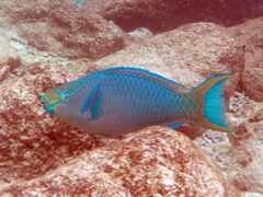 Queen Parrotfish (24